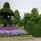 Šílený křoviny a stromy v zemi - základní pravidla a krásné formy
